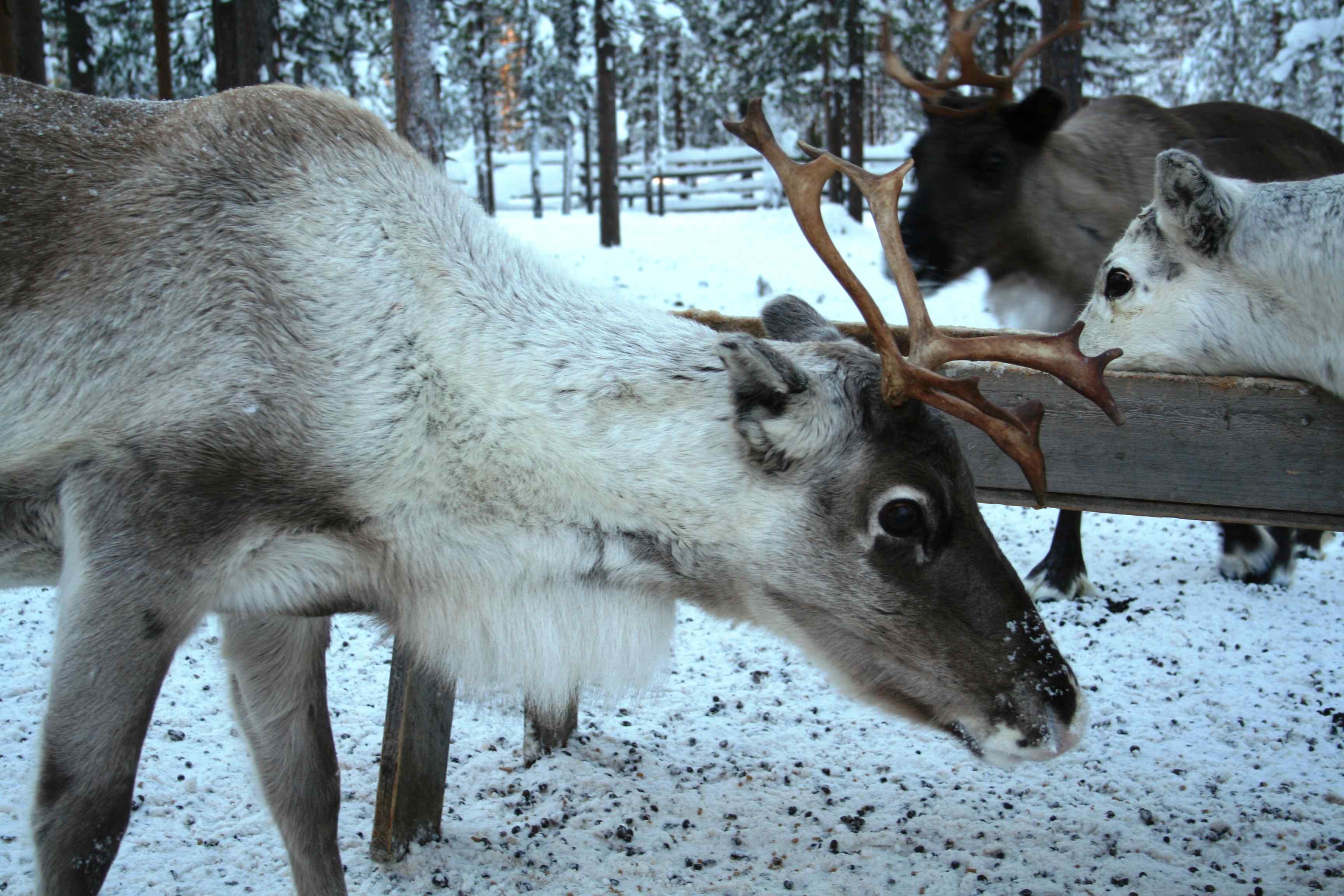 Reindeer Ride